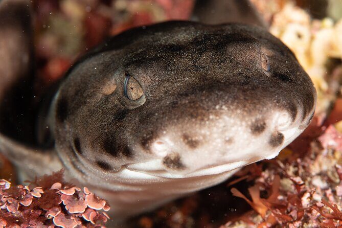 Rottnest Island Boat Dive Day Trip including Lunch - Frequently Asked Questions