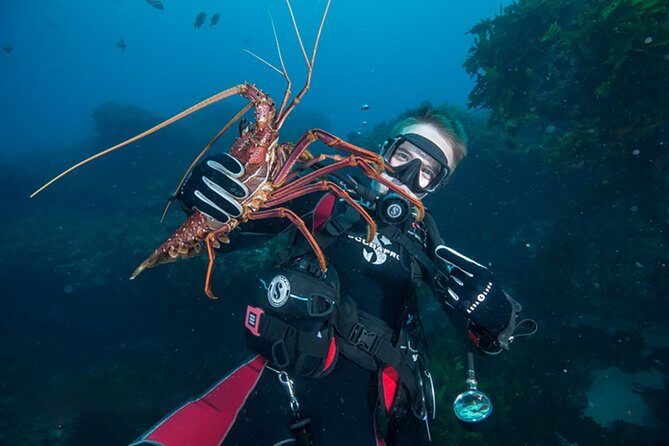 Rottnest Island Deep Dive Day Trips - Key Points