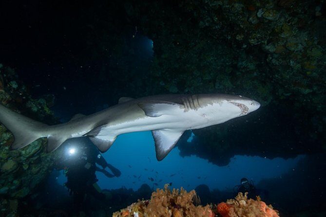 Rottnest Island Deep Dive Day Trips - An In-Depth Look at the Rottnest Island Deep Dive Tour