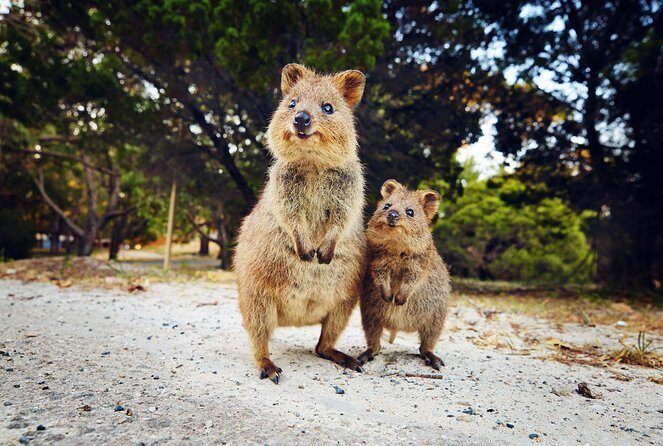 Rottnest Island Deep Dive Day Trips - Final Thoughts