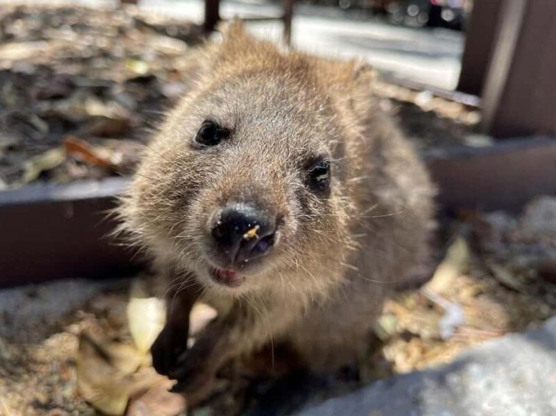 Rottnest Island Ferry and 1.75 Hr Bus Tour - The 1.75-Hour Guided Bus Tour