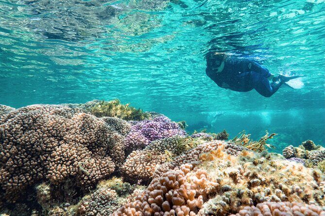Rottnest Island Guided Snorkel Boat Experience - What the Tour Offers: A Closer Look