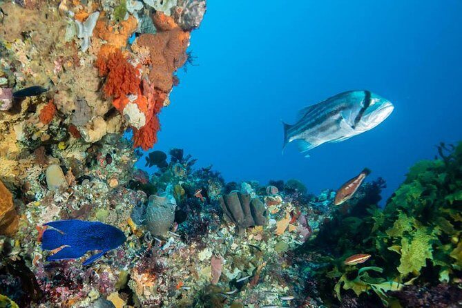 Rottnest Island scuba dive tour - An In-Depth Look at the Rottnest Island Scuba Tour