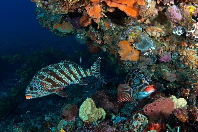 Rottnest Island scuba dive tour - How to Make the Most of Your Day