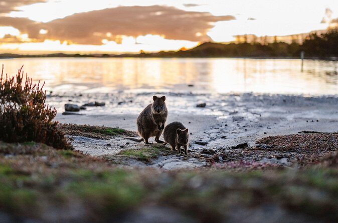 Rottnest Island Seals Sunset and West End Bus Tour - Practical Tips for Participants