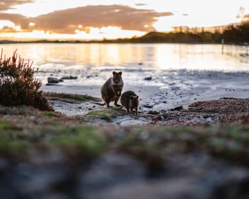 Rottnest Island Seals, Sunset & West End Bus Tour - Key Points