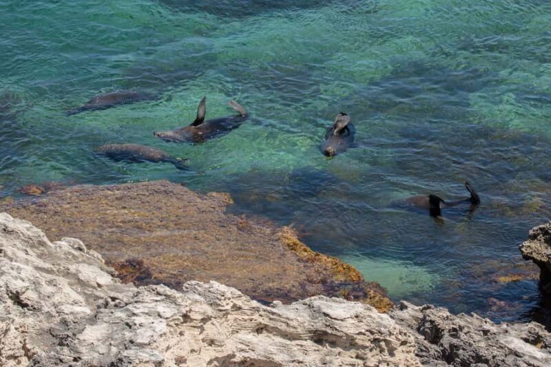 Rottnest Island Seals, Sunset & West End Bus Tour - What to Expect from This Rottnest Island Tour