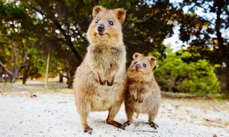 Rottnest Island Segway 1-Hour Settlement Tour - Key Points