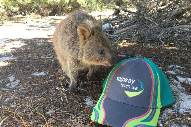 Rottnest Island Segway Tour: Fortress Adventure Tour - FAQs