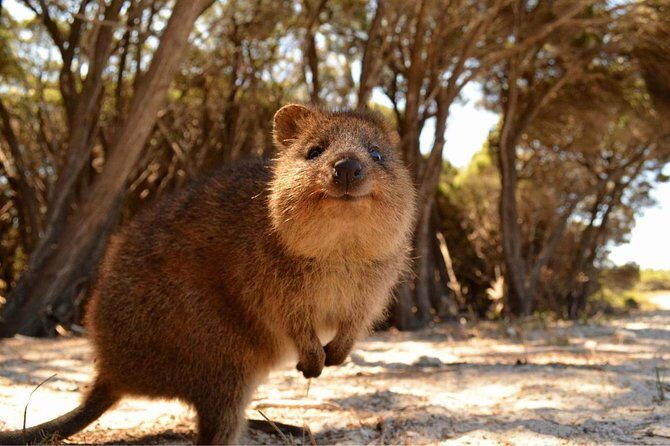 Rottnest Island Transfer Flights - by Plane - An In-Depth Look at the Flight Experience
