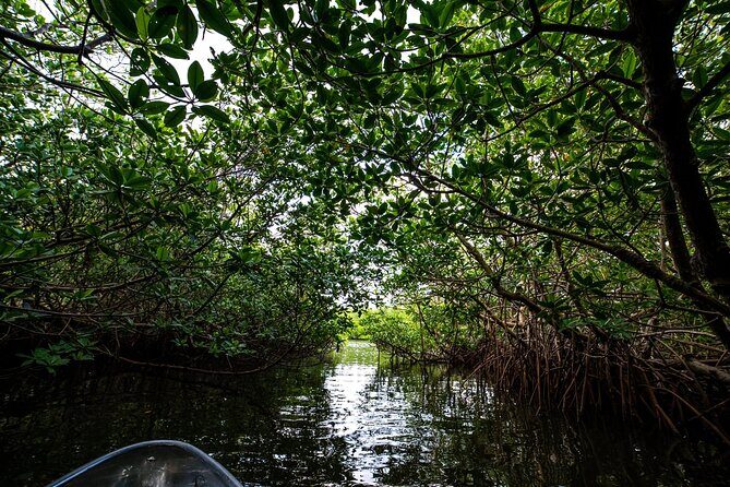 Round Island 2-Hour Glass Bottom Guided Kayak Eco Tour - Cancellation Policy and Practical Tips