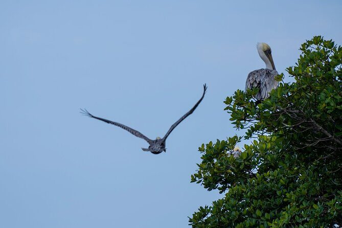 Round Island 2-Hour Glass Bottom Guided Kayak Eco Tour - What Past Participants Say