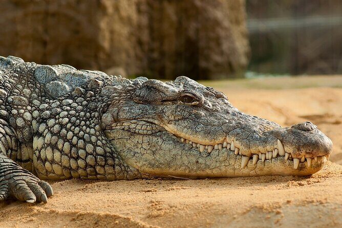 Round Trip Gambia - Crocodile Pool, School Visit & More! - Key Points