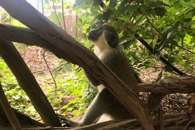 Round Trip Gambia - Crocodile Pool, School Visit & More! - Final Thoughts — Is It Worth It?