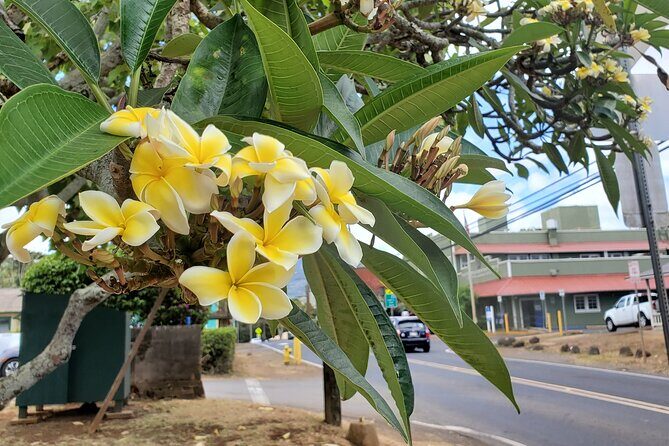 Round Trip North Shore Shuttle from Waikiki to Haleiwa Town / Haleiwa Harbor - FAQs