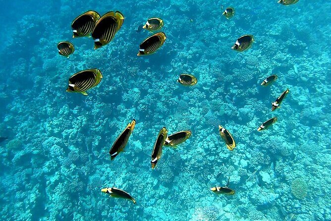 Royal Dolphin House Sea Trip Hurghada - Key Points