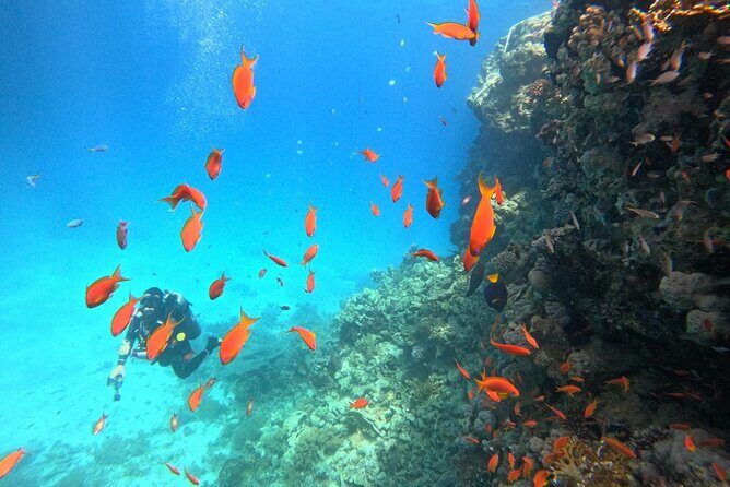 Royal Dolphin House Sea Trip Hurghada - The Sum Up: Why This Tour Is a Good Choice