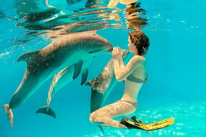 ROYAL Dolphin House & Water Sports Snorkeling Sea Trip - Hurghada - The Snorkeling Experience