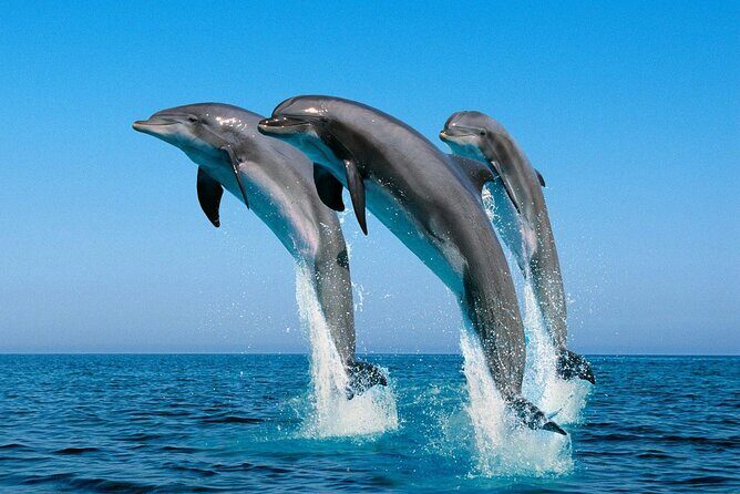 ROYAL Dolphin House & Water Sports Snorkeling Sea Trip - Hurghada - Water Sports and Additional Activities