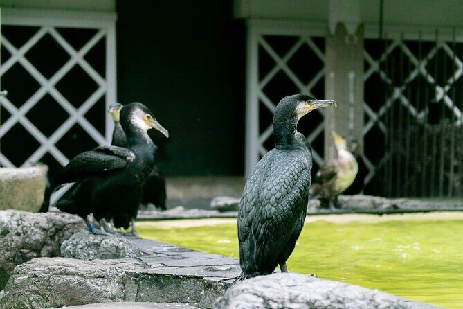 Royal Fishermen's Restaurant and Cormorant Fishing Tour - An In-Depth Look at the Tour
