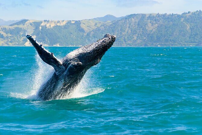 Royal Humpback Whale Exploration - Introduction: Setting the Scene for a Whale Watching Adventure