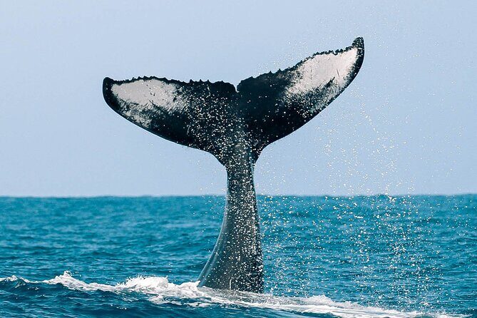 Royal Humpback Whale Exploration - Pricing and Value