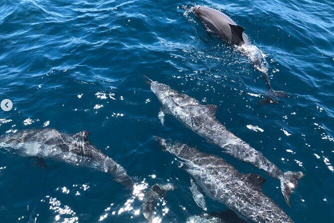 Royal Humpback Whale Exploration - Who Will Love This Tour?
