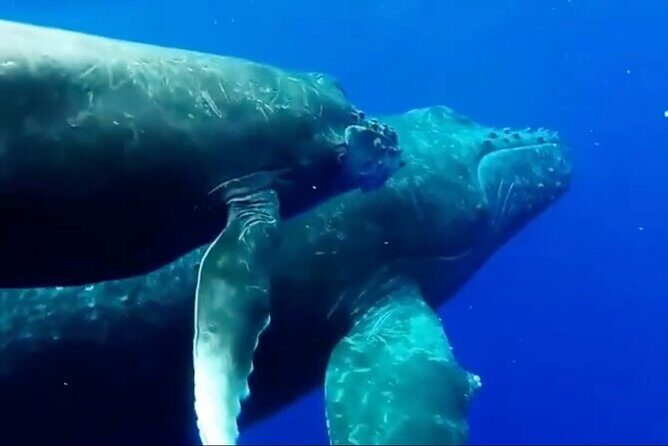 Royal Humpback Whale Exploration - The Sum Up: Is It Worth It?