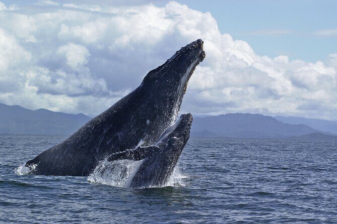 Royal Humpback Whale Exploration - FAQ