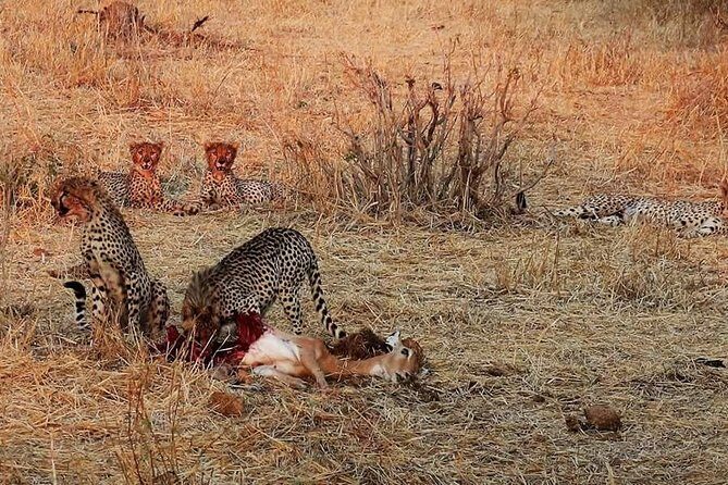 Ruaha National Park And Mikumi National Park Budget Safari 6 Days 5 Nights - Detailed Itinerary Breakdown
