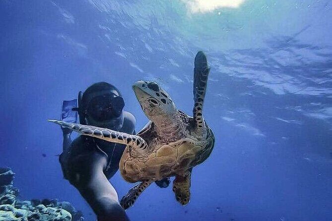 Ruins Sea Turtles and Cenote Adventure in Tulum - Key Points