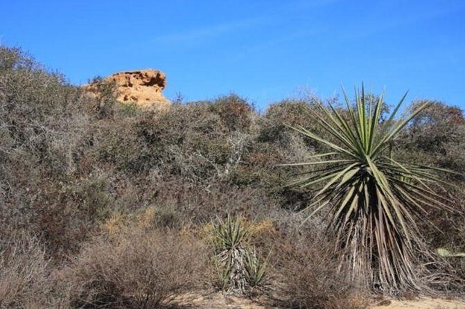 Runyon Canyon Hiking Tour - Who Will Love This Tour?