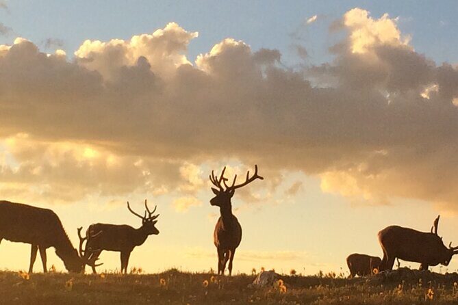 Rutting Around Elk Viewing Tour - An In-Depth Look at the Elk Viewing Tour