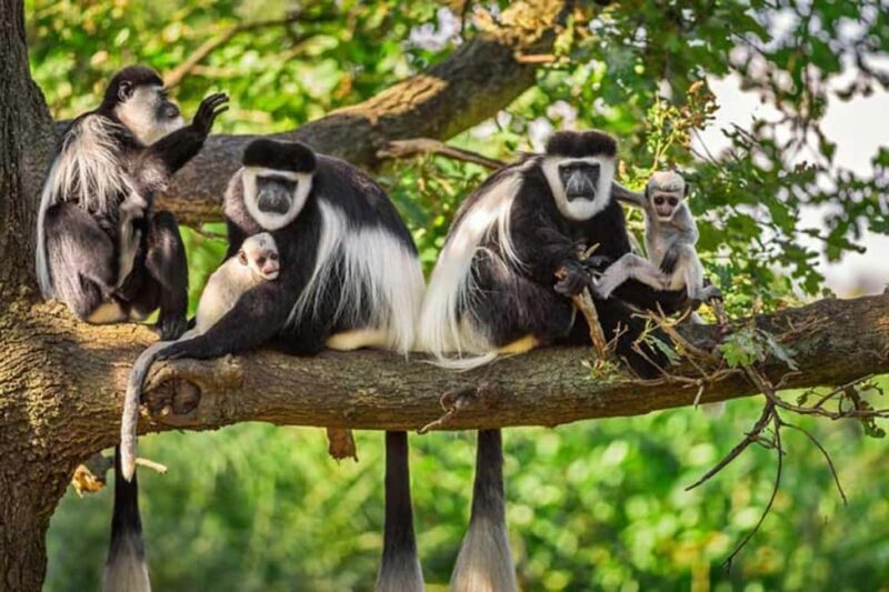 Rwanda: 3-Day Chimpanzee Trekking, Canopy, and Lake Kivu - An In-Depth Look at the 3-Day Rwanda Tour