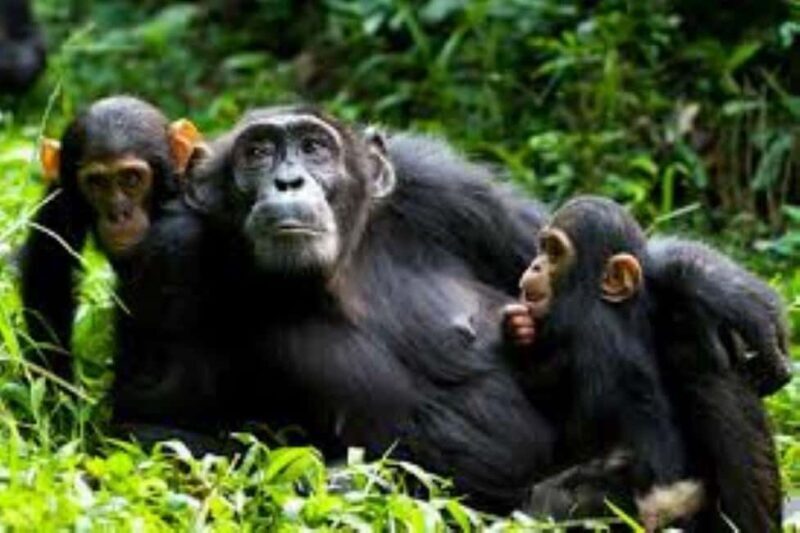 Rwanda: 3-Day Gorilla and Golden Monkey Trekking Tour - An In-Depth Look at the 3-Day Rwanda Trekking Tour
