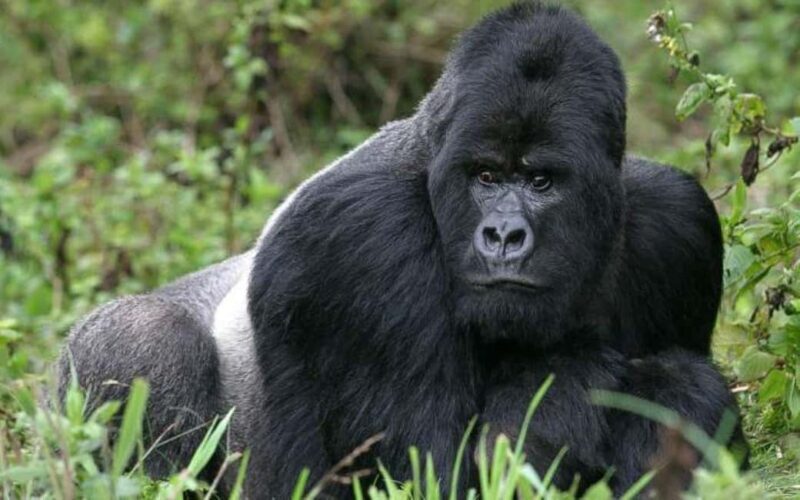 Rwanda: 3-Day Gorilla and Golden Monkey Trekking Tour - Authentic Experiences and Traveler Feedback