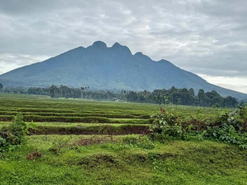Rwanda 5-Day Safari to Nyungwe National Park and Lake Kivu - Transportation, Accommodation, and Guides