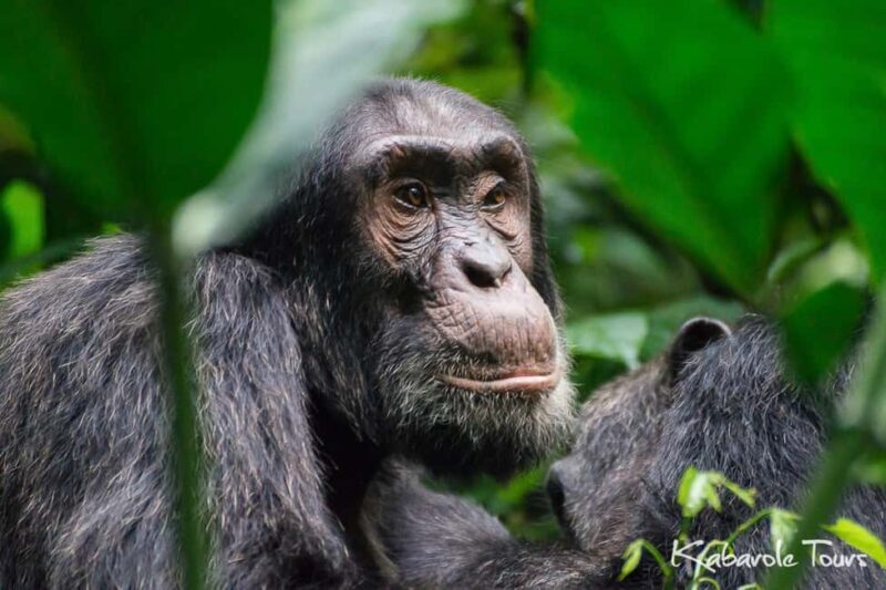 Rwanda 5-Day Safari to Nyungwe National Park and Lake Kivu - The Sum Up: Who Will Love This Tour?