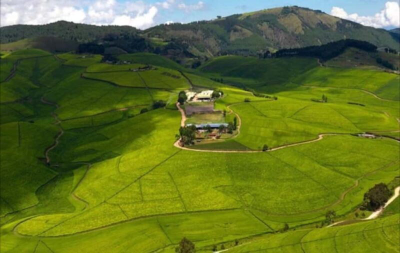 Rwanda: 5-Day Safari with Gorilla and Golden Monkey Trekking - Key Points