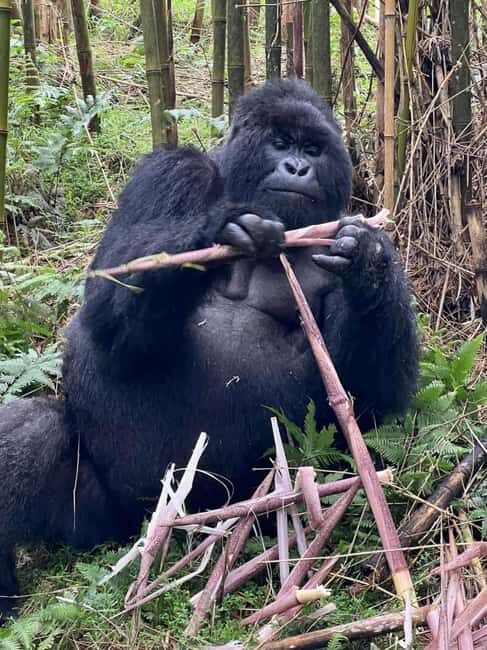 Rwanda: 5-Day Safari with Gorilla and Golden Monkey Trekking - Frequently Asked Questions