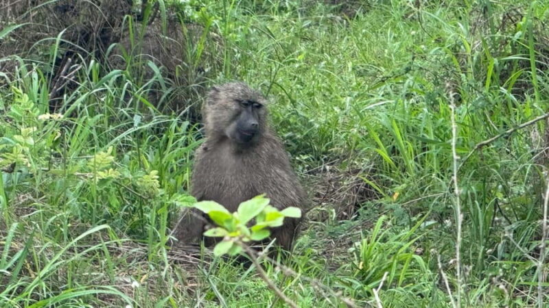 Rwanda: 7-Day Safari with Gorilla Trekking & Kigali Tour - An In-Depth Look at the 7-Day Rwanda Safari