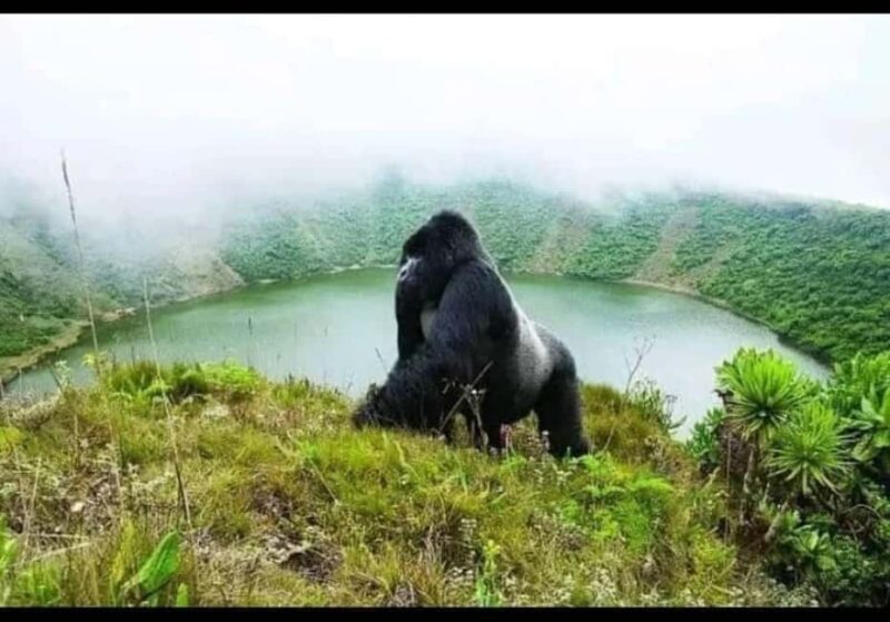 Rwanda: 7-Day Safari with Gorilla Trekking & Kigali Tour - The Sum Up