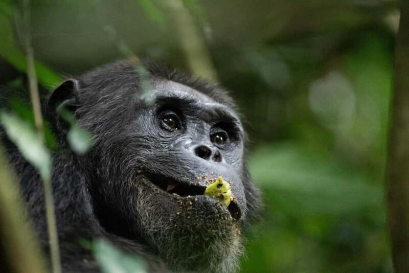 Rwanda: 8-Day Adventure and Primates Tour with Luxury Stay - An In-Depth Look at the 8-Day Rwanda Tour