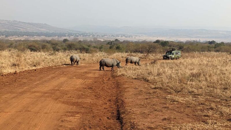 Rwanda: 8-Day Safari with Kigali, Nyungwe, and Volcanoes - Discovering Rwanda: An 8-Day Safari Adventure
