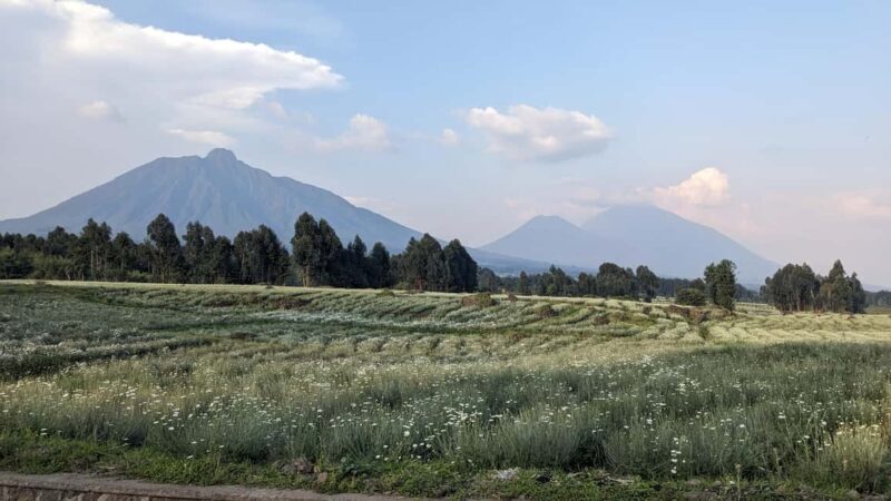 Rwanda: 8-Day Safari with Kigali, Nyungwe, and Volcanoes - Why This Tour Delivers Real Value