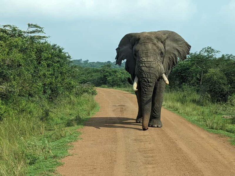Rwanda: 8-Day Safari with Kigali, Nyungwe, and Volcanoes - Final Thoughts