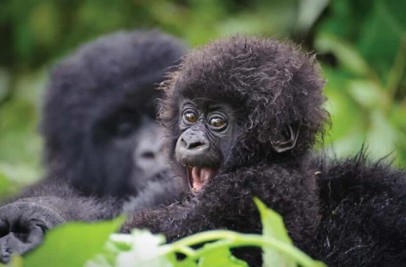 Rwanda: 8-Day Safari with Kigali, Nyungwe, and Volcanoes - FAQ