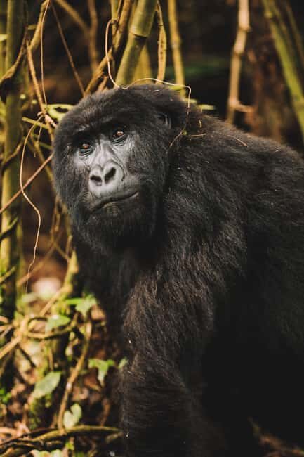 Rwanda Gorilla Trekking SAfaris - Key Points