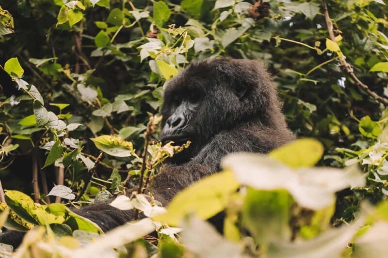 Rwanda Gorilla Trekking SAfaris - An In-Depth Look at the Experience