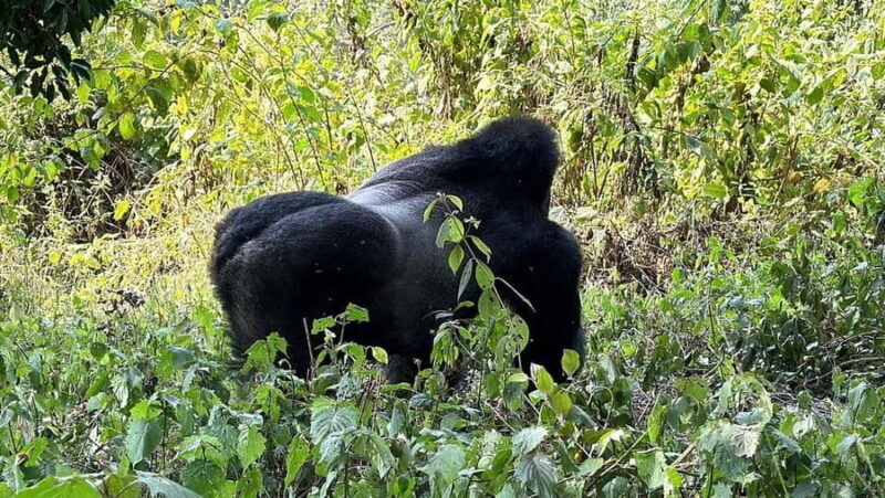 Rwanda: Luxury Gorilla Safari - Key Points